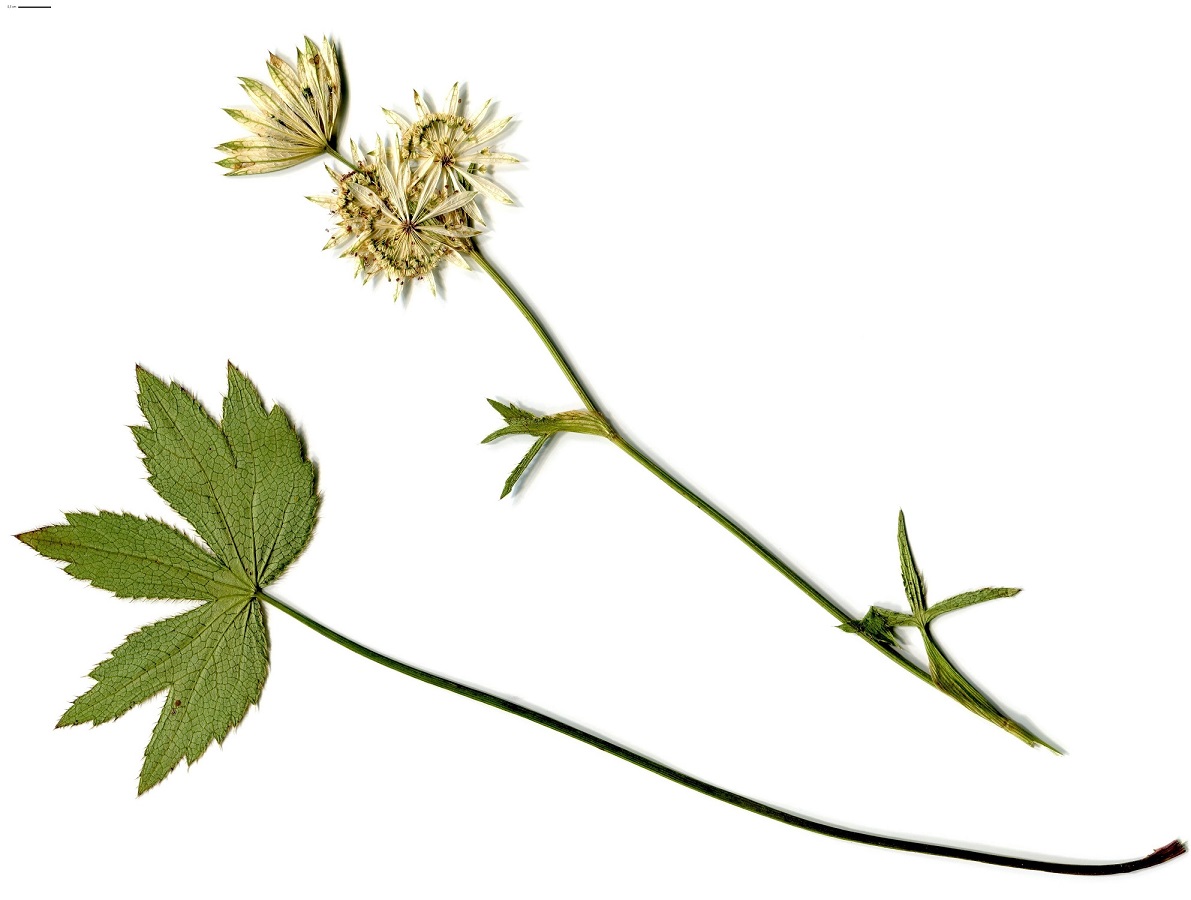 Astrantia major subsp. major (Apiaceae)